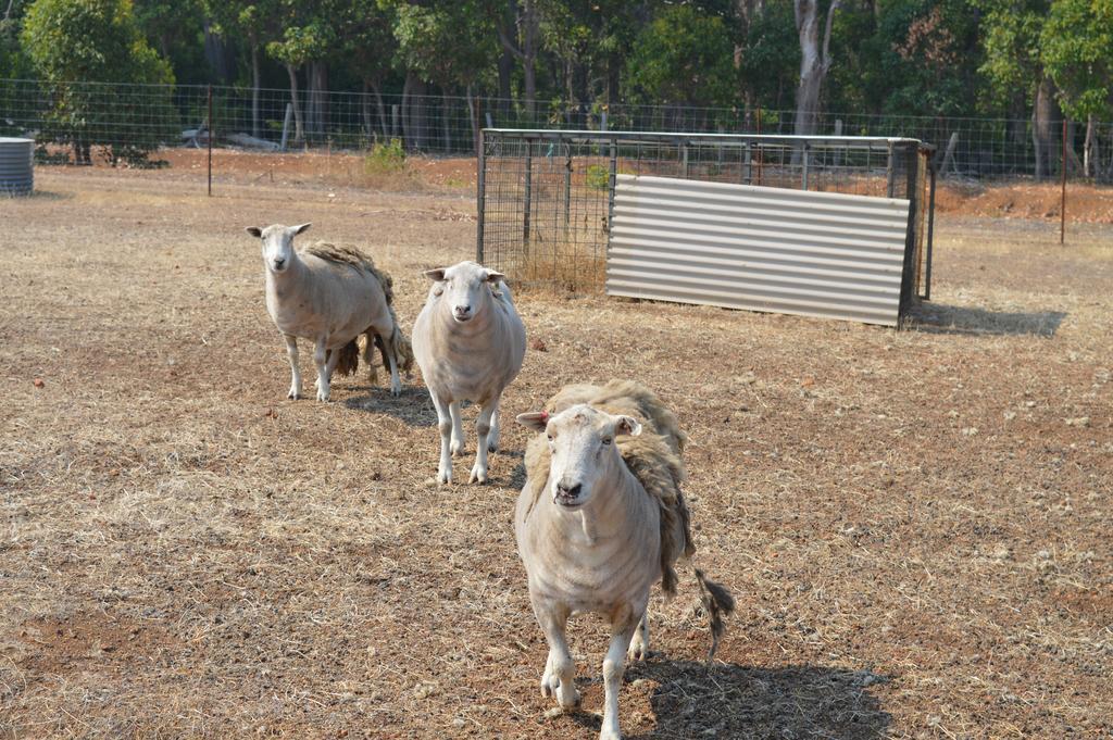 נאנופ Jarrah Glen Cabins מראה חיצוני תמונה